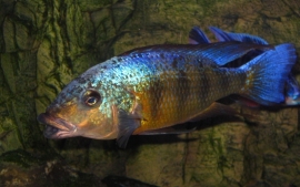 Fossorochromis rostratus / malawi chichlide