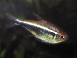 Hyphessobrycon Herbertaxelrodi / Zwarte Neon