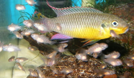 Pelvicachromis Taeniatus Bipindi / Kersenbuik cichlide