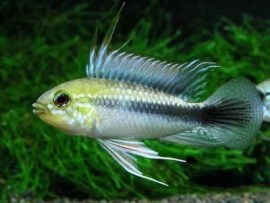 Apistogramma Trifasciata Maciliensis / dwergcichlide