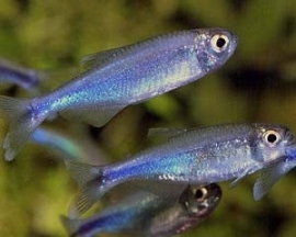 thayeria boehlkea fredcochui / Blauwe tetra