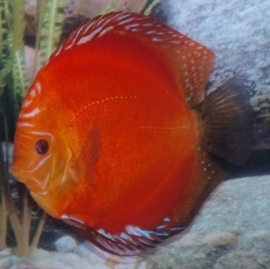 Symphysodon / Stendker Discus Vuur Rood