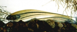 Eigenmannia virescens / afrikaanse mesvis / glas mesvis