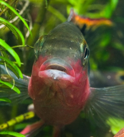 Pelvicachromis Pulcher super red / Kersenbuik cichlide