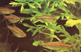 pauciper forata / roodstreep rasbora