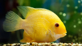 Heros Severum Gold  / Cichlasoma