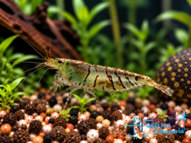 Caridina sp. Tiger / Tijgergarnaal