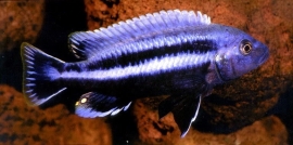 Melanochromis chipokee