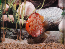 Symphysodon / Stendker Discus Pigeon Blood Snake