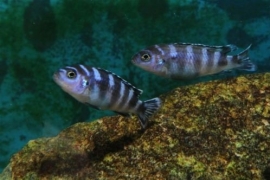 Pseudotropheus Demasoni / Malawi Cichlide