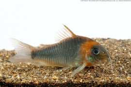 Corydoras Eques / Pantsermeerval