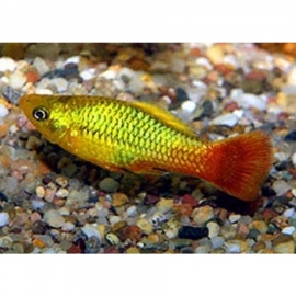 Xipho. Maculatus  Variatus green/ Platy Variatus green