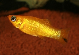 Poecilia Latipinna Gold  / goud molly