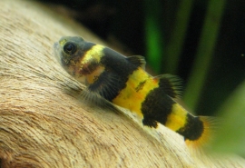 Brachygobius Doriae / Bijtje