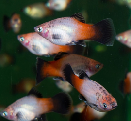 Xipho. Maculatus Tricolor /  Platy driekleur