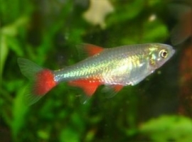 Aphyocharax anisitsi / bloedvinzalm