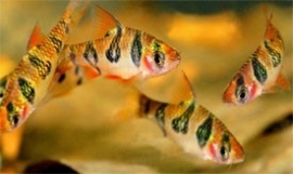 puntius rhomboocellatus / Barbeel