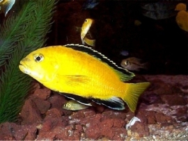 pseudotropheus caeruleus