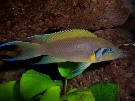 lamprologus Daffodil / Tanganyika Cichlide