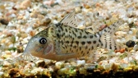 corydoras agassizii / Pantsermeerval