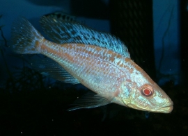 Dimidiochromis compressiceps albino