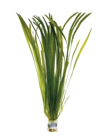 VALLISNERIA SPIRALIS