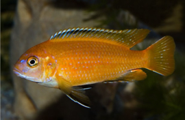 pseudotropheus saulosi coral red / malawi cichlide