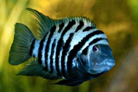 Amatitlania nigrofasciata / Cichlasoma nigrofasiatus / Zebra Cichlide