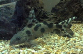 Synodontis Decorus / Meerval