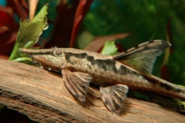 Sturisoma Aureum / meerval