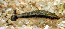 Otocinclus macrospilus / algeneter