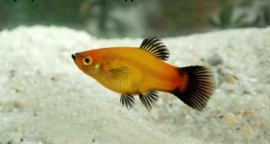 Xipho. Maculatus  Tricolor/ Platy Tricolor