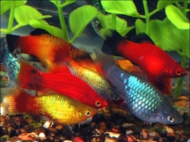 Xipho. Maculatus  Mix / mix kleuren Platy