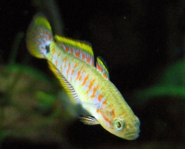 Tateurndina Ocellicauda / Pauwoog Gobio