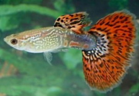 Poecilia reticulata Mosaic Red / Guppy Mosaic Red