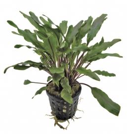 CRYPTOCORYNE UNDULATUS GROEN