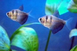 Gymnocorymbus ternetzi  / rouwtetra