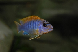 Labidochromis hongi Red Top