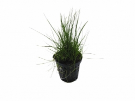 ELEOCHARIS ACICULARIS