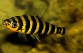 Leporinus Fasciatus / gestreepte Leoprinus