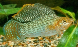 Poecilia Velifera Green / Hoogvinkarper Groen