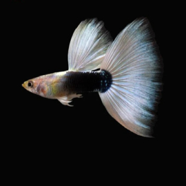 Poecilia reticulata / Gup man White Dorsal Fin