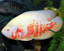 Astronotus Ocelatus Albino / Pauwoog cichlide albino