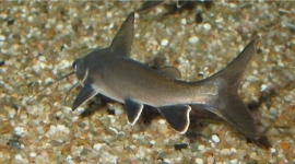 Arius jordani seemanni / mini haai