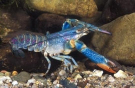 Procambarus Alleni blue