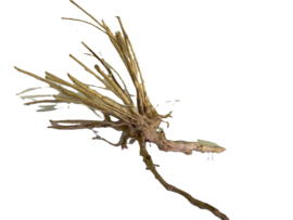 Driftwood Selected DW36 - 30x20x20cm