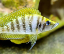 Altolamprolog calvus Yellow/ Calvus Yellow