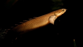 Polypterus Senegalus / Kwastvin aal