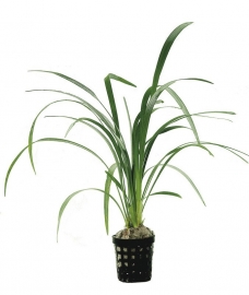 OPHIOPOGON GIGANTEA