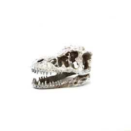 Prehistorische dino schedel OS-282 - aquarium decoratie